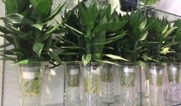 花花世界最新爆料,揭秘娱乐圈背后的秘密风云